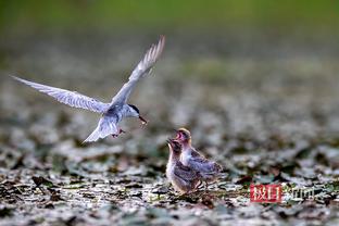 雷竞技下载接口截图2